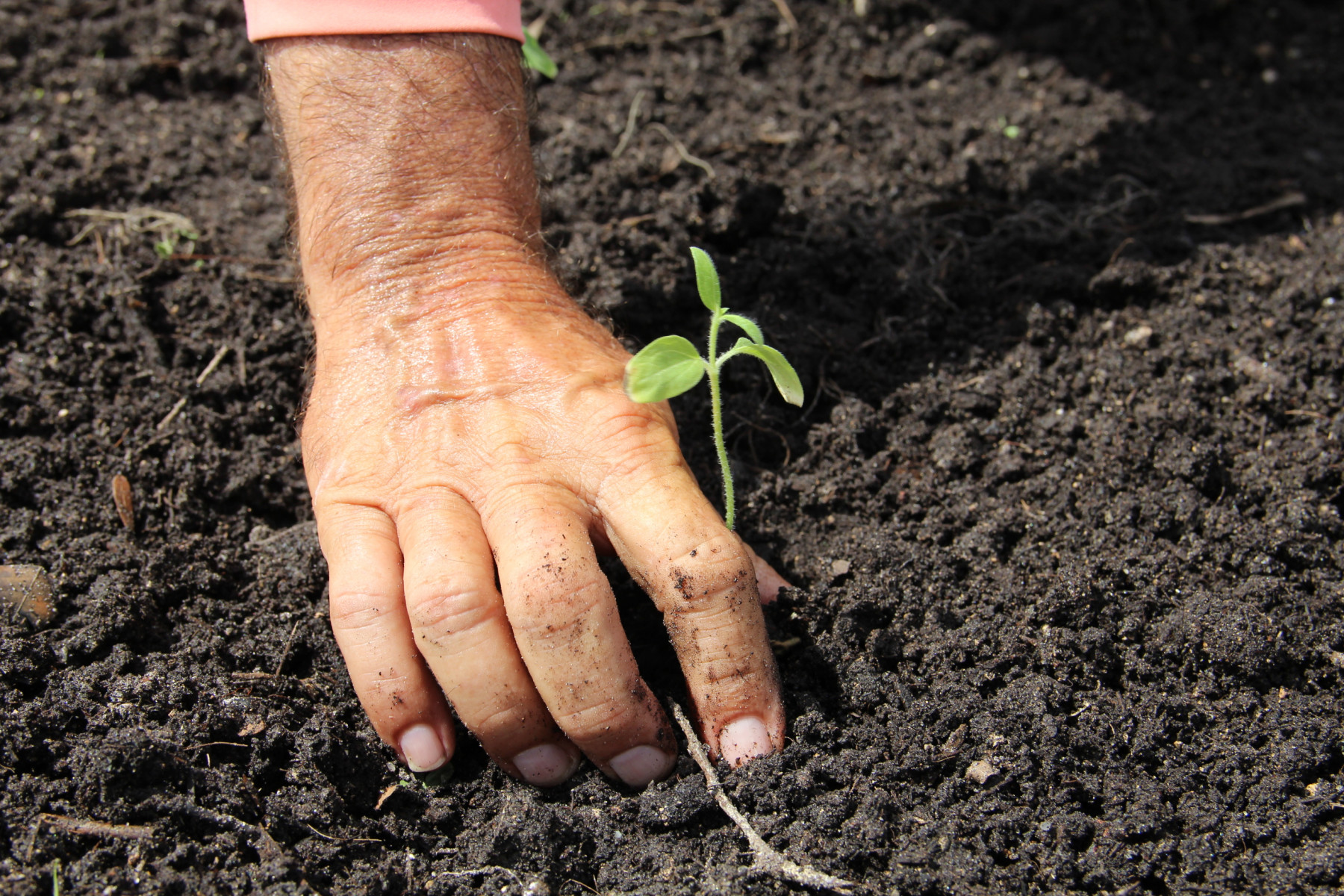 A hand pats down soil around a freshly planted seedling. 